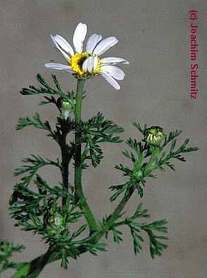 Anthemis arvensis