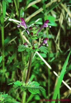 Lamium amplexicaule