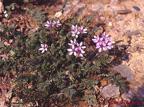 Erodium cicutarium