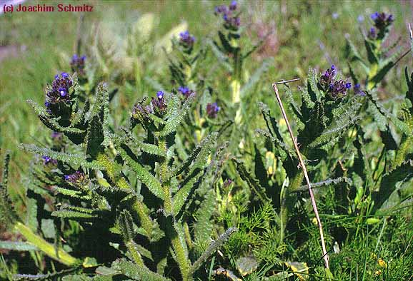 Anchus arvensis ssp. arv.