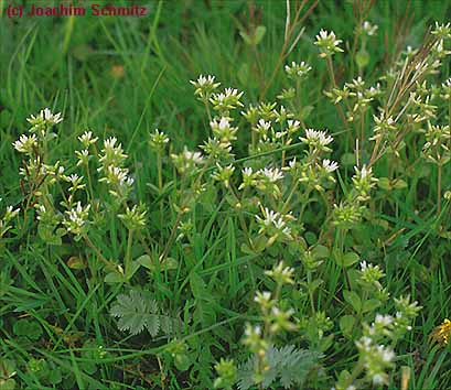 Cerastium glomeratum