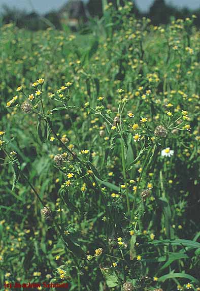 Galinsoga parviflora