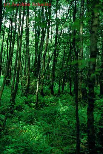 Sphagno-Alnetum glutinosae