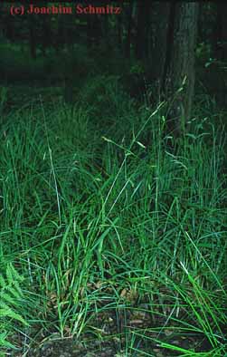 Carex laevigata