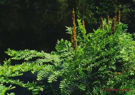 Osmunda regalis