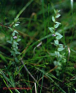 Scutellaria minor