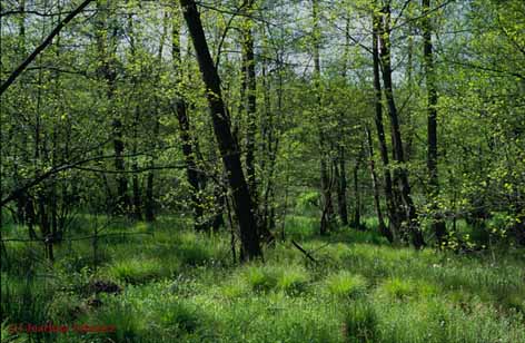 Carici elongatae-Alnetum glutinosae