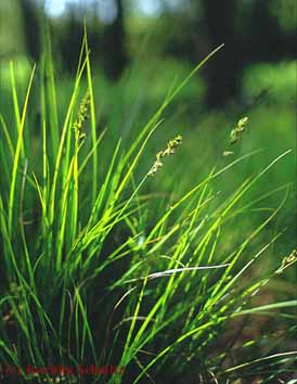 Carex elongata