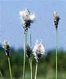 Eriophorum vaginatum