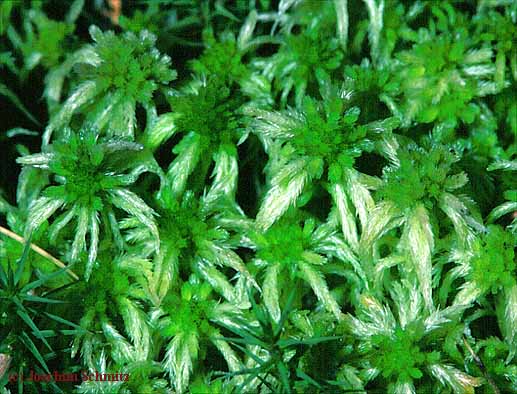 Sphagnum spec.