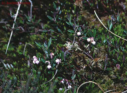 Andromeda polifolia