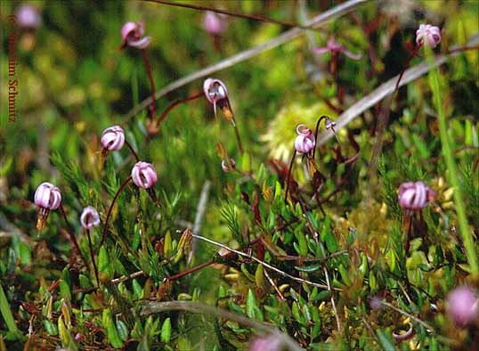 Vaccinium oxycoccos