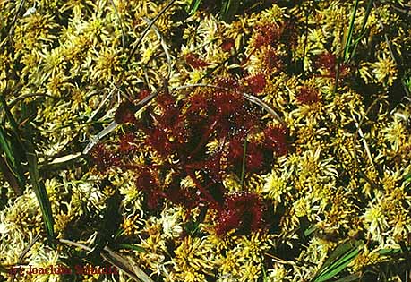 Drosera rotundifolia