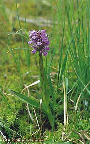 Dactylorhiza sphagnicola