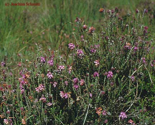 Erica tetralix