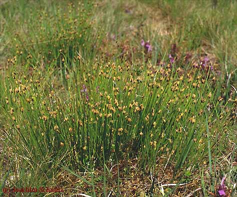 Trichophorum cespitosum ssp. germanicum
