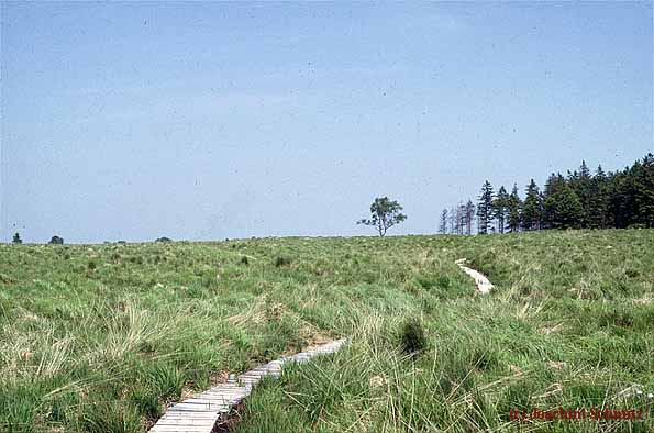 Degradiertes Hochmoor (Molinia-Stadium)