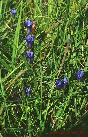 Gentiana pneumonanthe