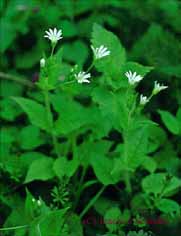 Stellaria nemorum