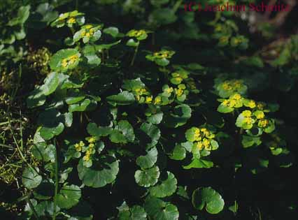 Chrysosplenium alternifolium