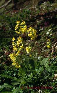 Primula elatior