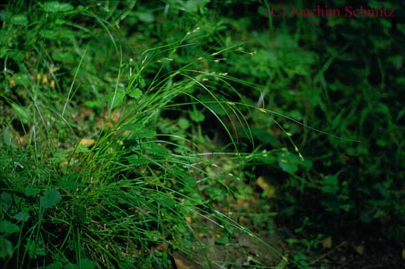 Carex remota