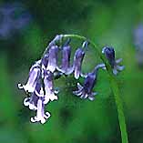 Hyacinthoides non-scripta