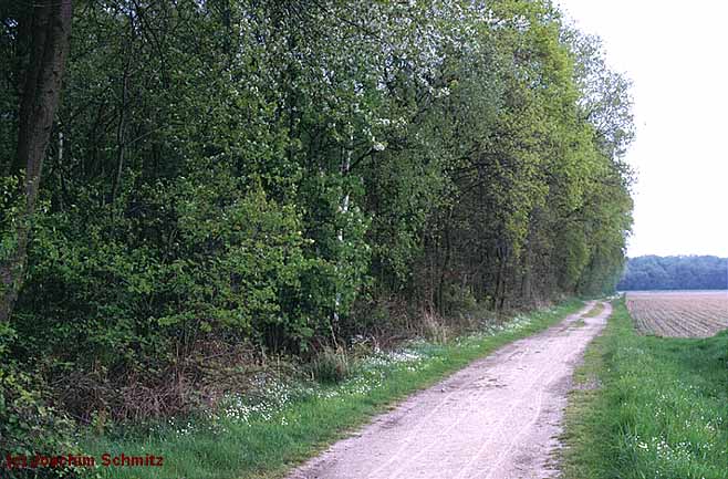 Stellario-Carpinetum betuli