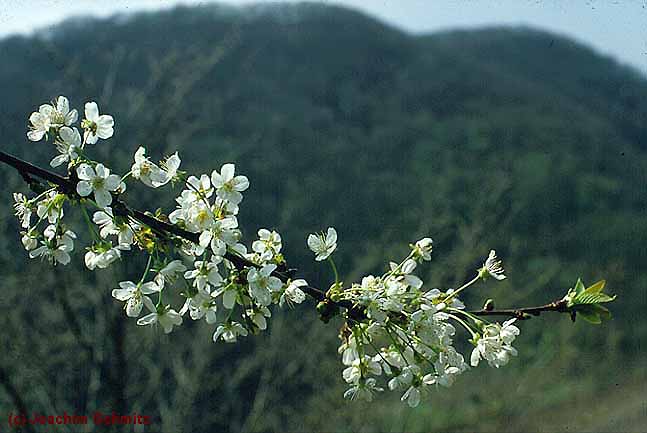 Prunus avium