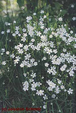 Stellaria holostea