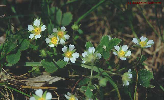 Potentilla sterilis