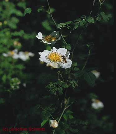 Rosa arvensis