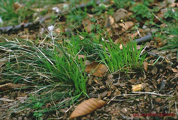 Carex umbrosa