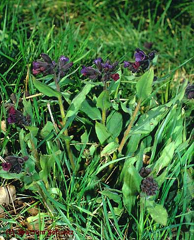 Pulmonaria montana