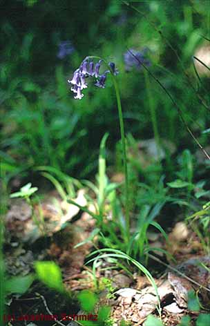 Hyacinthoides non-scripta