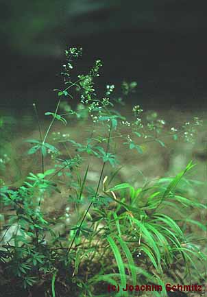 Galium sylvaticum