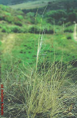 Stipa capillata