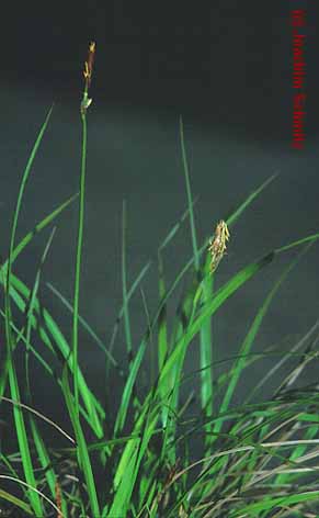 Carex supina