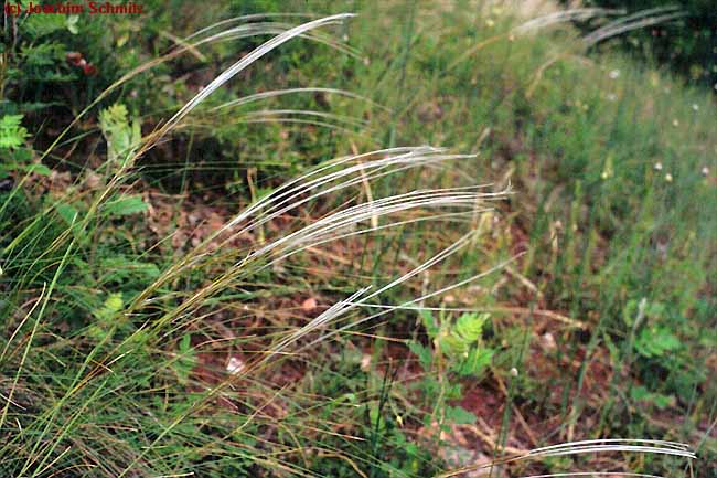 Stipa pulcherrima