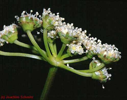 Seseli hippomarathrum