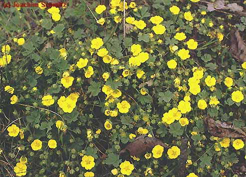 Potentilla incana