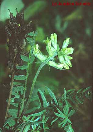 Oxytropis pilosa