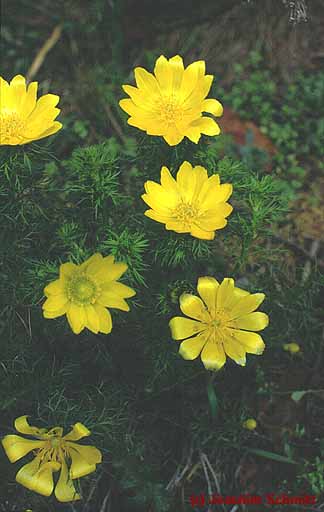 Adonis vernalis