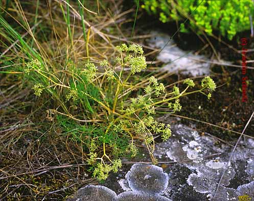 Trinia glauca