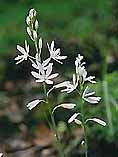 Anthericum liliago