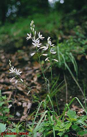 Anthericum liliago