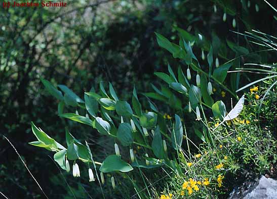 Polygonatum odoratum