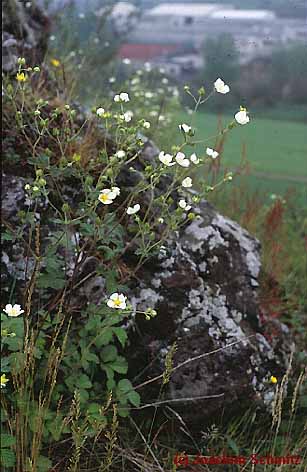 Potentilla rupestris