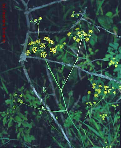 Bupleurum falcatum