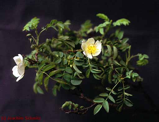 Rosa spinosissima